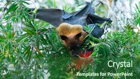  Presentation with fox - PPT theme with flying fox - bat hanging on a tree background and a forest green colored foreground