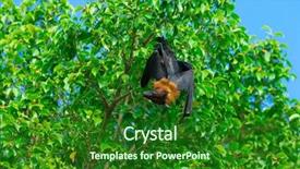  Presentation with fox - Theme having flying fox - bat hanging on a tree background and a forest green colored foreground