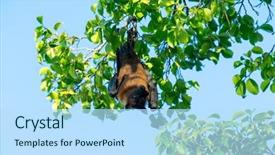  Presentation with fox - Beautiful slides featuring flying fox - bat hanging on a tree backdrop and a sky blue colored foreground