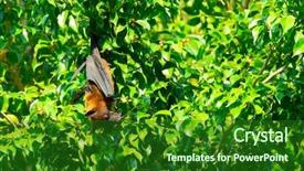  Presentation with fox - Presentation design with flying fox - bat hanging on a tree background and a forest green colored foreground