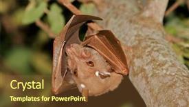 Presentation with kruger - Slide deck having flying fox - gambian epauletted fruit bat epomophorus background and a tawny brown colored foreground