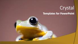  Presentation with frog - Amazing presentation theme having flying-frog-rhacophorus-reinwardtii backdrop and a violet colored foreground