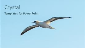  Presentation with blue sky - Cool new theme with flying-gannet-on-blue-sky backdrop and a light blue colored foreground