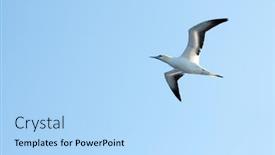  Presentation with dubai skyline on blue sky - Audience pleasing theme consisting of flying-gannet-on-blue-sky backdrop and a light blue colored foreground