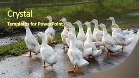  Presentation with farm - Presentation theme featuring flying geese - gooses on rural farm background and a tawny brown colored foreground