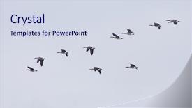  Presentation with geese flying - Amazing slides having flying geese in v shape backdrop and a sky blue colored foreground