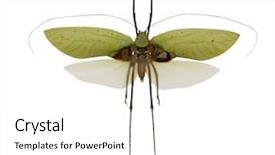  Presentation with white dove flying - Beautiful presentation featuring flying grasshopper isolated on white backdrop and a white colored foreground