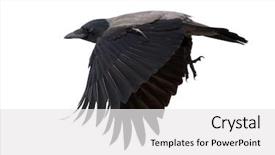  Presentation with crow - Beautiful presentation theme featuring flying grey crow isolated backdrop and a white colored foreground