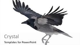  Presentation with crow - Colorful theme enhanced with flying-grey-crow-isolated backdrop and a white colored foreground