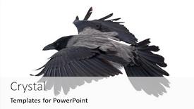  Presentation with crow - Presentation theme enhanced with flying-grey-crow-isolated background and a white colored foreground