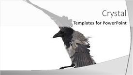  Presentation with crow - Amazing PPT theme having flying-grey-crow-isolated backdrop and a white colored foreground