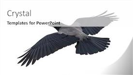  Presentation with crow - Slide set consisting of flying-grey-crow-isolated background and a white colored foreground