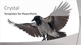  Presentation with crow - Slide deck enhanced with flying-grey-crow-isolated background and a white colored foreground