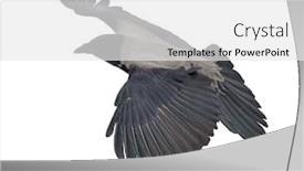  Presentation with crow - Amazing PPT theme having flying-grey-crow-isolated backdrop and a white colored foreground