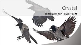  Presentation with crow - Presentation design featuring flying-grey-crow-isolated background and a white colored foreground