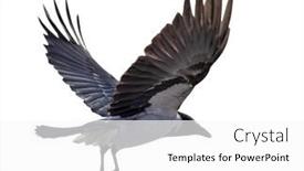  Presentation with crow - Theme having flying-grey-crow-isolated background and a white colored foreground