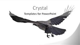  Presentation with crow - Presentation theme consisting of flying-grey-crow-isolated background and a white colored foreground