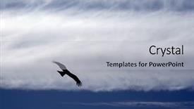  Presentation with eagle flying - Beautiful presentation theme featuring flying high - eagle soaring in the sky backdrop and a light gray colored foreground