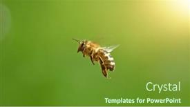  Presentation with honey bee - Theme consisting of flying-honey-bee-isolated background and a tawny brown colored foreground