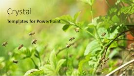  Presentation with pollen - Presentation having flying-honey-bees-gathering-pollen background and a yellow colored foreground