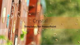  Presentation with pollen - Theme having flying-honey-bees-into-beehive background and a gold colored foreground