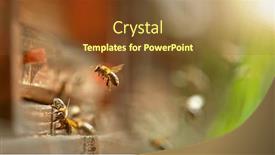  Presentation with pollen - Presentation design with flying-honey-bees-into-beehive background and a tawny brown colored foreground