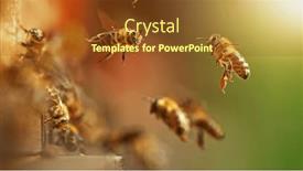  Presentation with pollen - Presentation theme having flying-honey-bees-into-beehive background and a tawny brown colored foreground