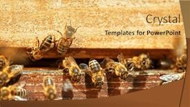  Presentation with pollen - Slide deck with flying-honey-bees-into-beehive background and a yellow colored foreground