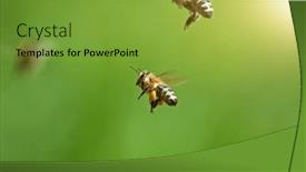  Presentation with honey - Presentation theme enhanced with flying-honey-bees-isolated background and a seafoam green colored foreground