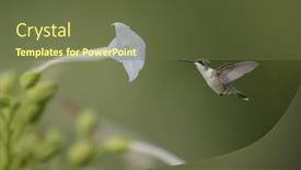  Presentation with natural - Colorful slide deck enhanced with flying-hummingbird-in-natural-setting backdrop and a tawny brown colored foreground