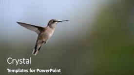  Presentation with flying - PPT theme featuring flying-hummingbird-in-natural-setting background and a dark gray colored foreground