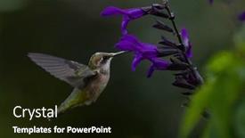  Presentation with flying - Cool new PPT theme with flying-hummingbird-in-natural-setting backdrop and a black colored foreground