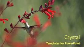  Presentation with flying - Audience pleasing theme consisting of flying-hummingbird-in-natural-setting backdrop and a tawny brown colored foreground