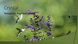  Presentation with flying - Cool new theme with flying-hummingbird-in-natural-setting backdrop and a seafoam green colored foreground