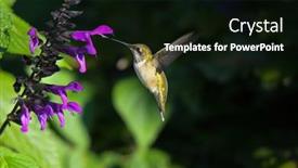  Presentation with flying - Slide deck consisting of flying-hummingbird-in-natural-setting background and a black colored foreground