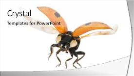  Presentation with ladybug - Slides enhanced with flying ladybug isolated on white background and a pink colored foreground