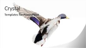  Presentation with duck - Audience pleasing presentation theme consisting of flying mallard duck drake isolated backdrop and a white colored foreground
