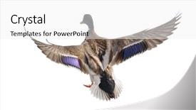  Presentation with duck - Slide deck enhanced with flying mallard duck drake isolated background and a white colored foreground