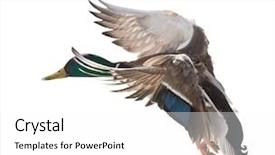  Presentation with duck - Slides having flying mallard duck drake isolated background and a white colored foreground