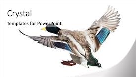  Presentation with white dove flying - Cool new theme with flying mallard duck drake isolated backdrop and a white colored foreground