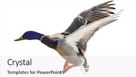  Presentation with duck - PPT layouts enhanced with flying mallard duck drake isolated background and a white colored foreground