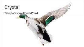  Presentation with duck - Presentation enhanced with flying mallard duck drake isolated background and a white colored foreground