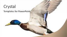  Presentation with white dove flying - Colorful PPT theme enhanced with flying mallard duck drake isolated backdrop and a white colored foreground