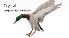  Presentation with duck - Presentation enhanced with flying mallard duck drake isolated background and a white colored foreground