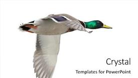  Presentation with flying angel - Audience pleasing PPT theme consisting of flying mallard duck drake isolated backdrop and a white colored foreground
