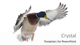  Presentation with duck - Audience pleasing PPT theme consisting of flying-mallard-duck-drake-isolated backdrop and a white colored foreground