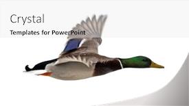  Presentation with halloween flying bats note - PPT layouts enhanced with flying-mallard-duck-drake-isolated background and a white colored foreground