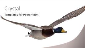  Presentation with duck - Presentation design featuring flying-mallard-duck-drake-isolated background and a white colored foreground