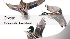  Presentation with duck - PPT theme having flying mallard duck drakes isolated background and a light gray colored foreground