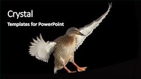  Presentation with duck - Presentation theme consisting of flying mallard duck isolated background and a black colored foreground